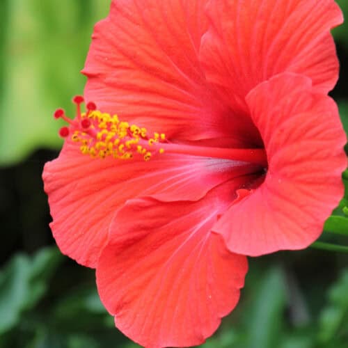 Hibiscus Rosa Sinensis (1)