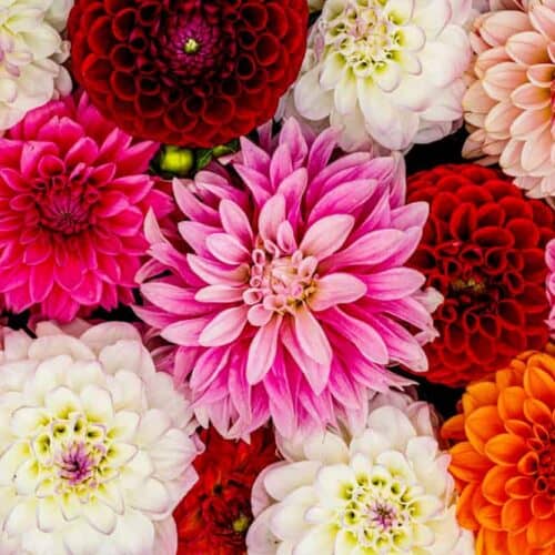 Growing Dahlia Flowers