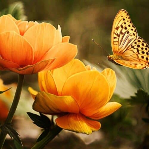 Orange Garden Flowers