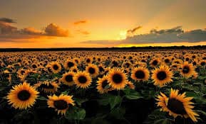 Sunflowers Background